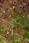 Allegheny hawkweed